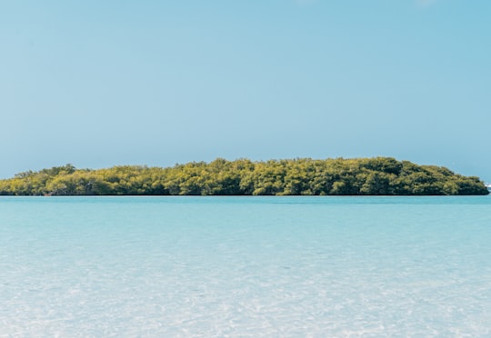 green trees near body of water during daytime in Boca Chica Dominican Republic