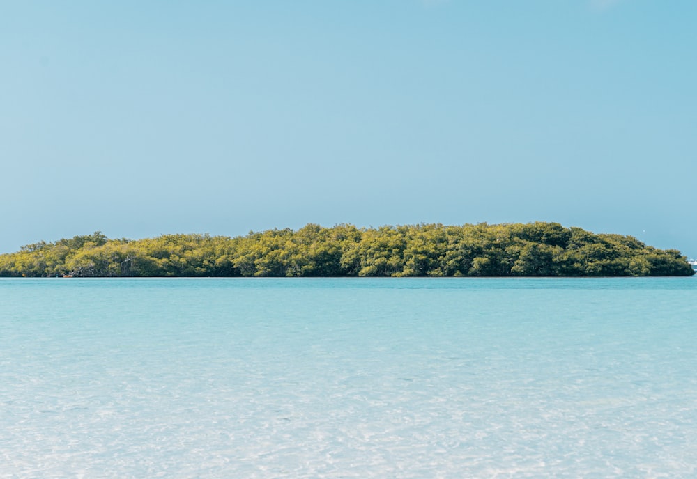 green trees near body of water during daytime