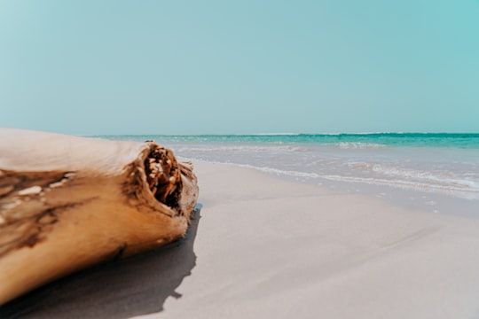 brown wood on white sand beach during daytime in Juan Dolio Dominican Republic