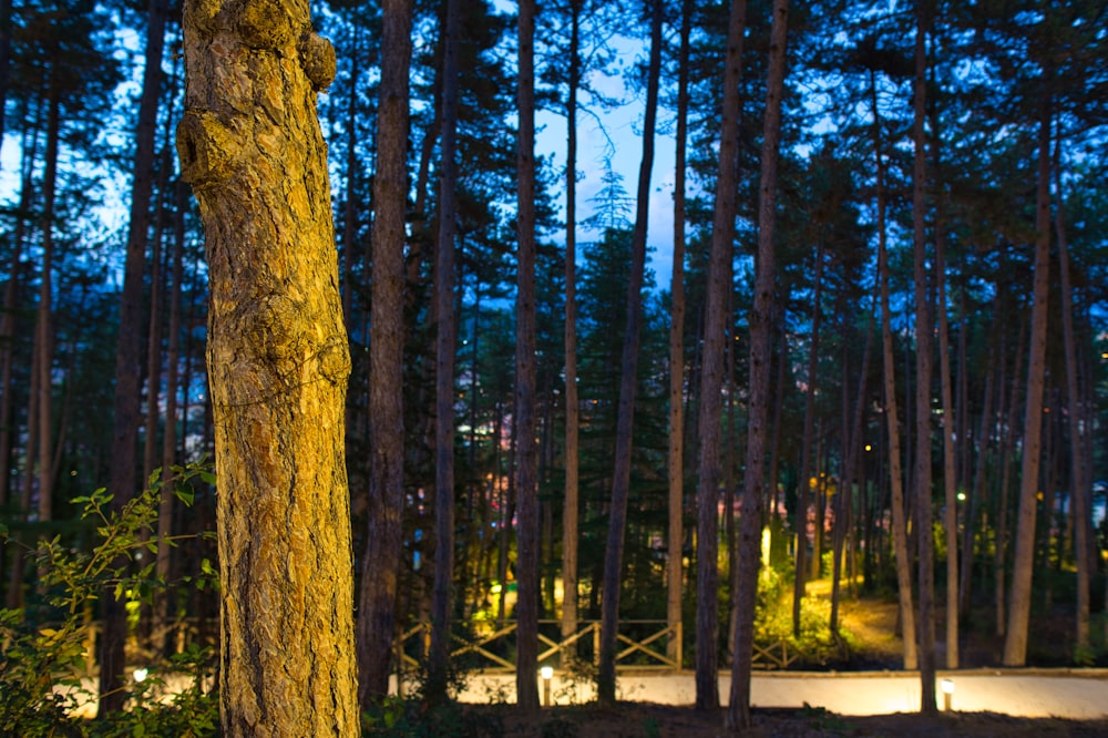 green and brown trees during daytime