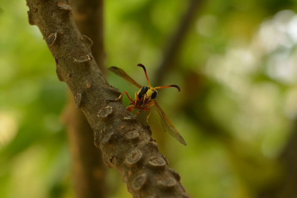 brown and black wasp on brown tree branch during daytime