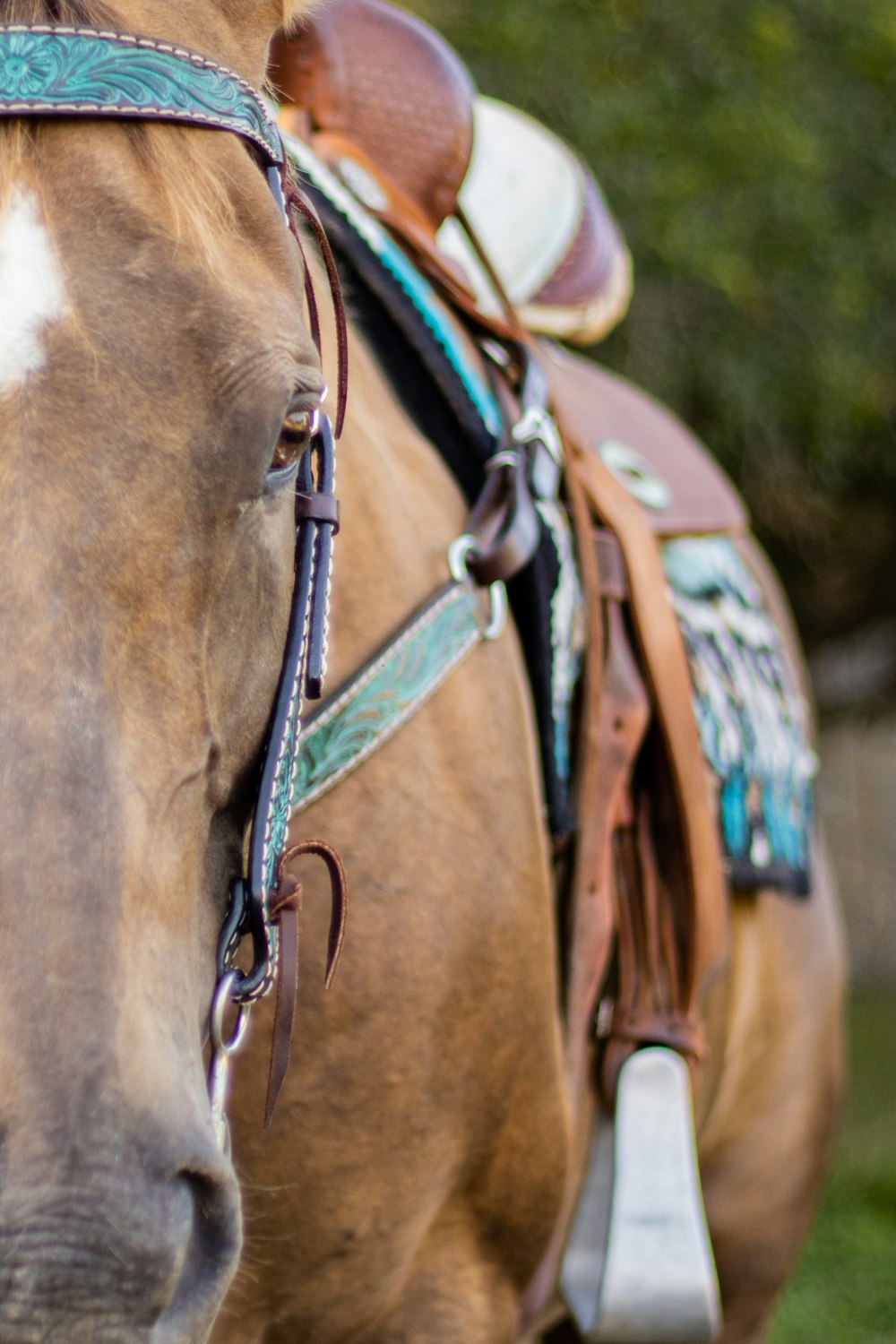 brown horse with green and white hat