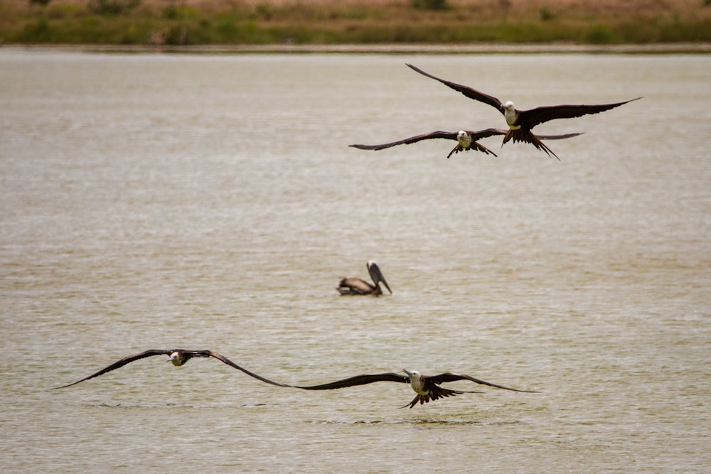 black and white bird flying over the sea during daytime