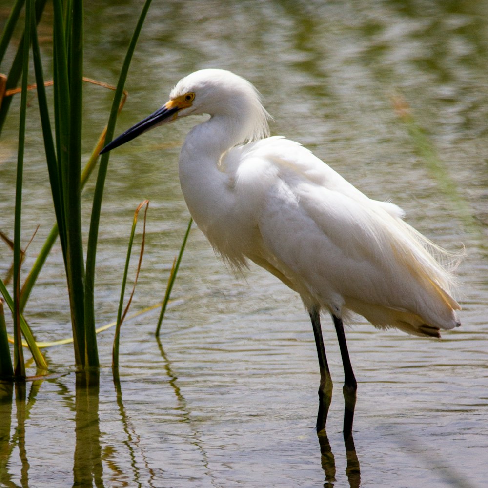 white bird on body of water during daytime