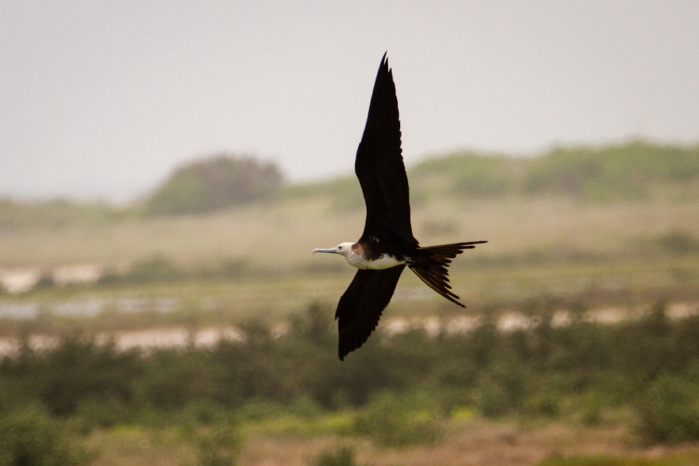 black and white bird flying during daytime