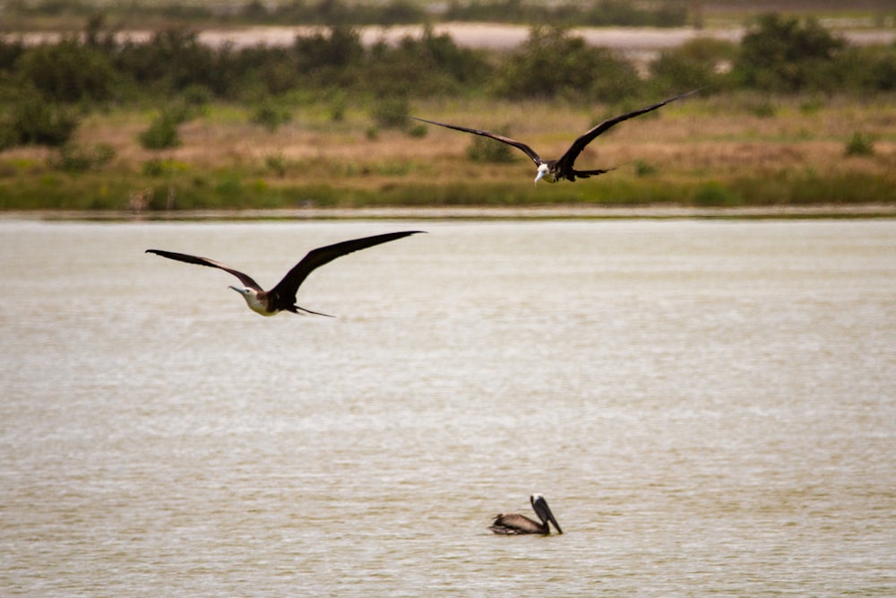 black and white bird flying over the sea during daytime