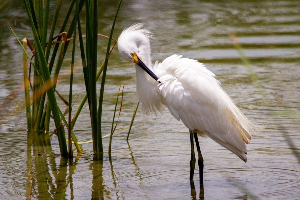 white bird on water during daytime