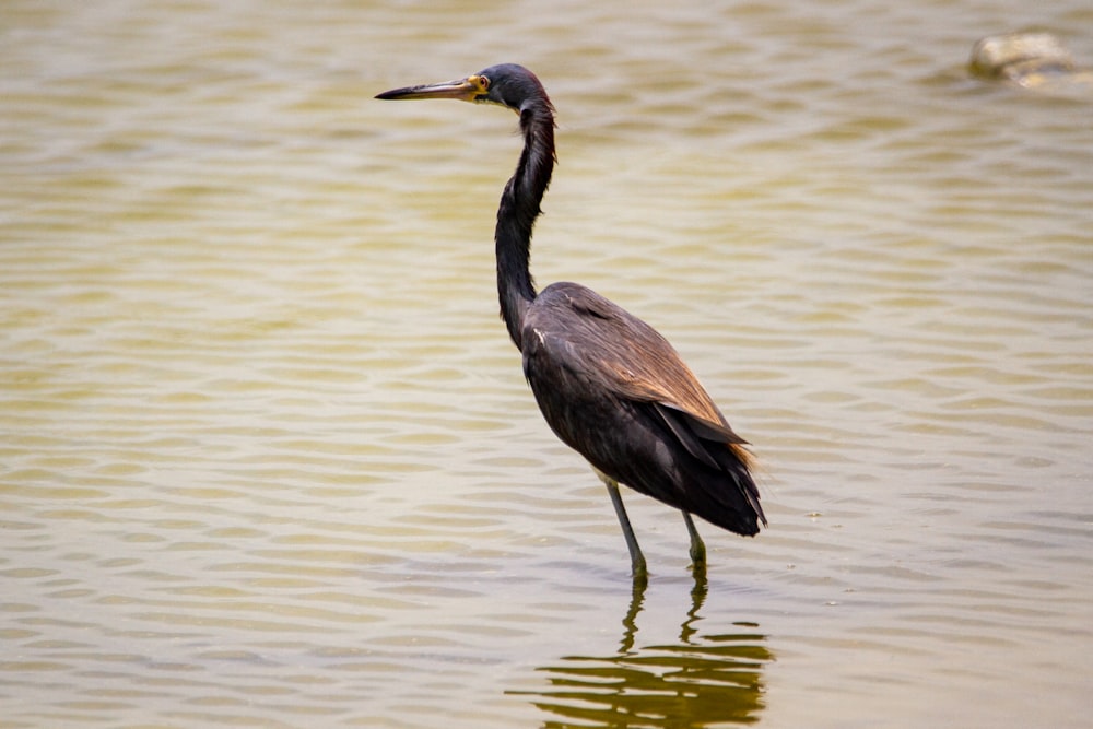 black stork on water during daytime