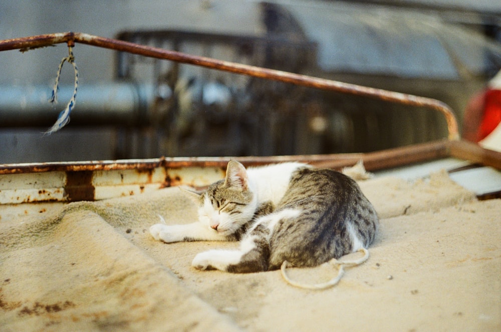 white and grey tabby cat on brown wooden fence