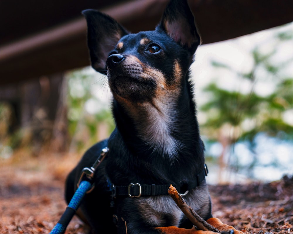 black and tan short coat small dog