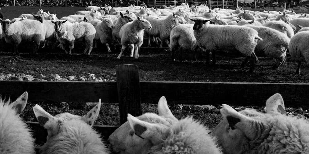 herd of sheep on green grass field during daytime