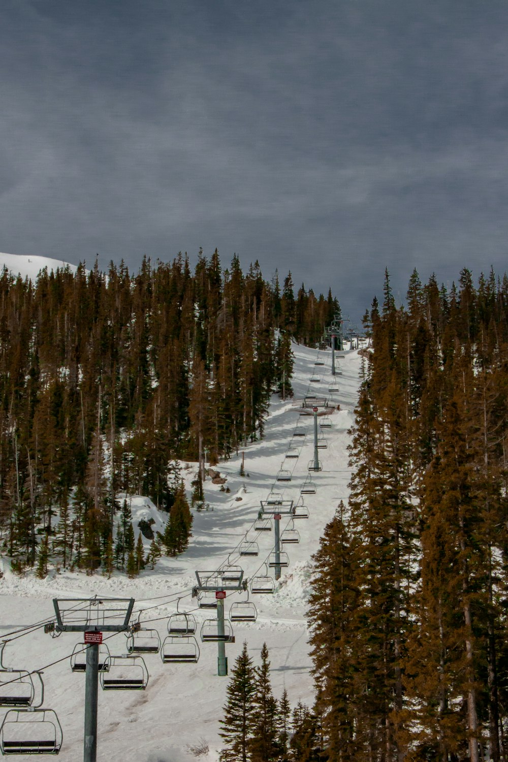 green pine trees on snow covered ground under gray cloudy sky