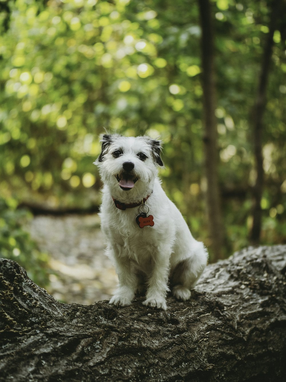 white and gray long coated small dog on brown tree trunk