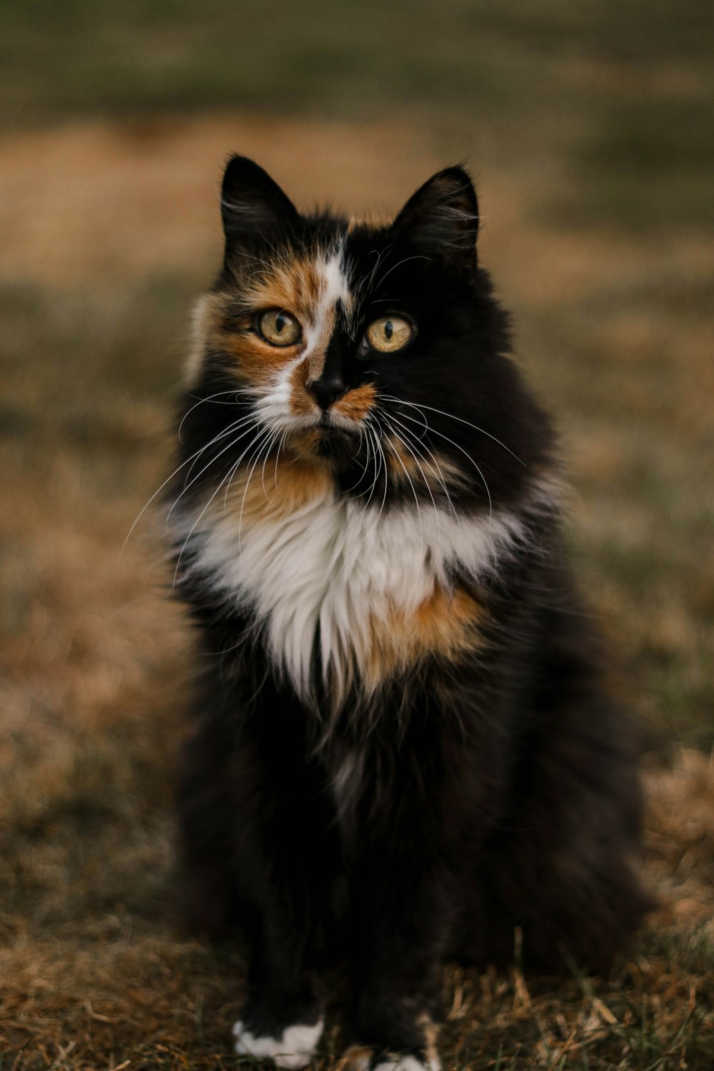 black white and brown cat