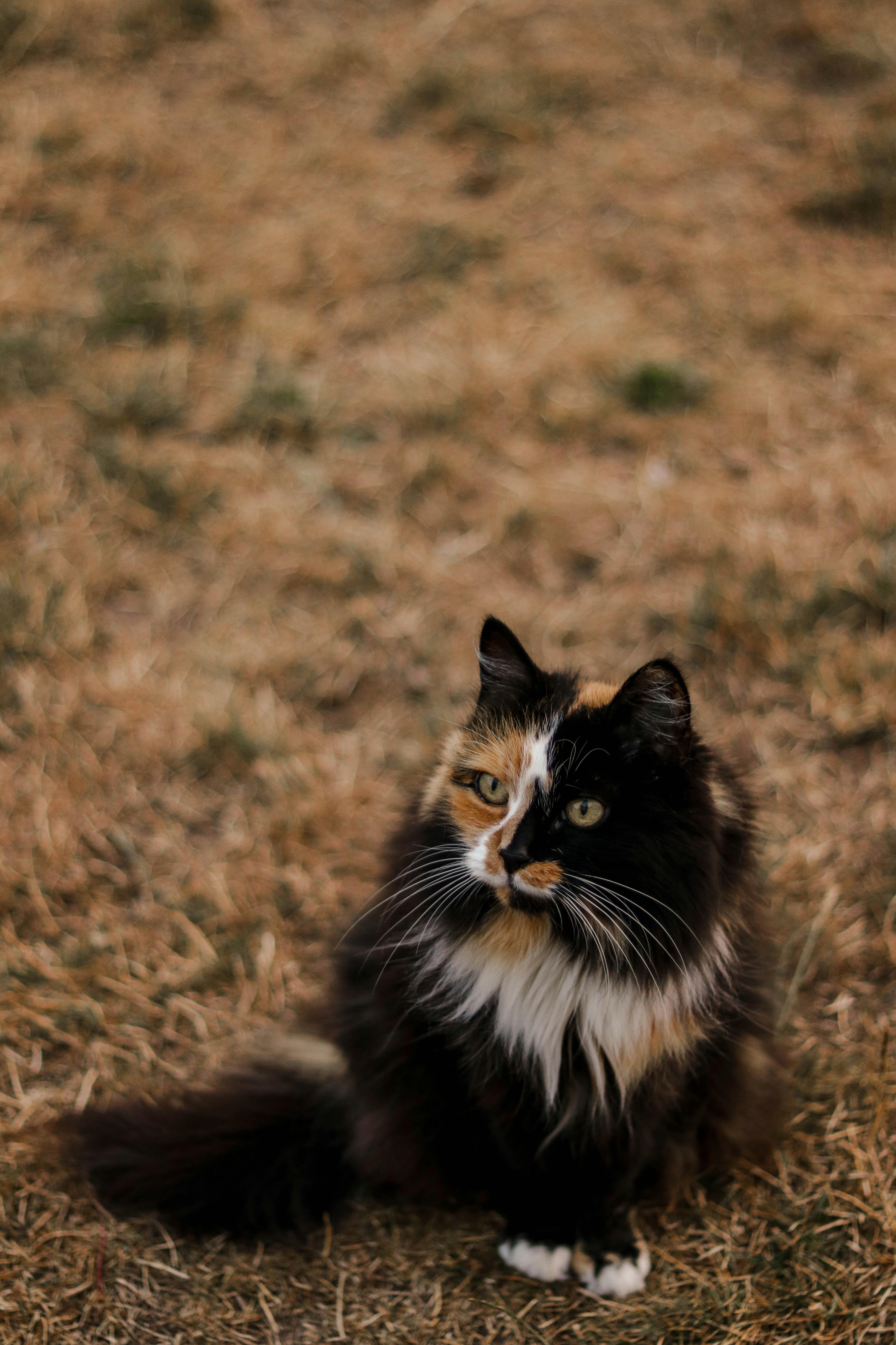 black and white cat on brown grass field during daytime
