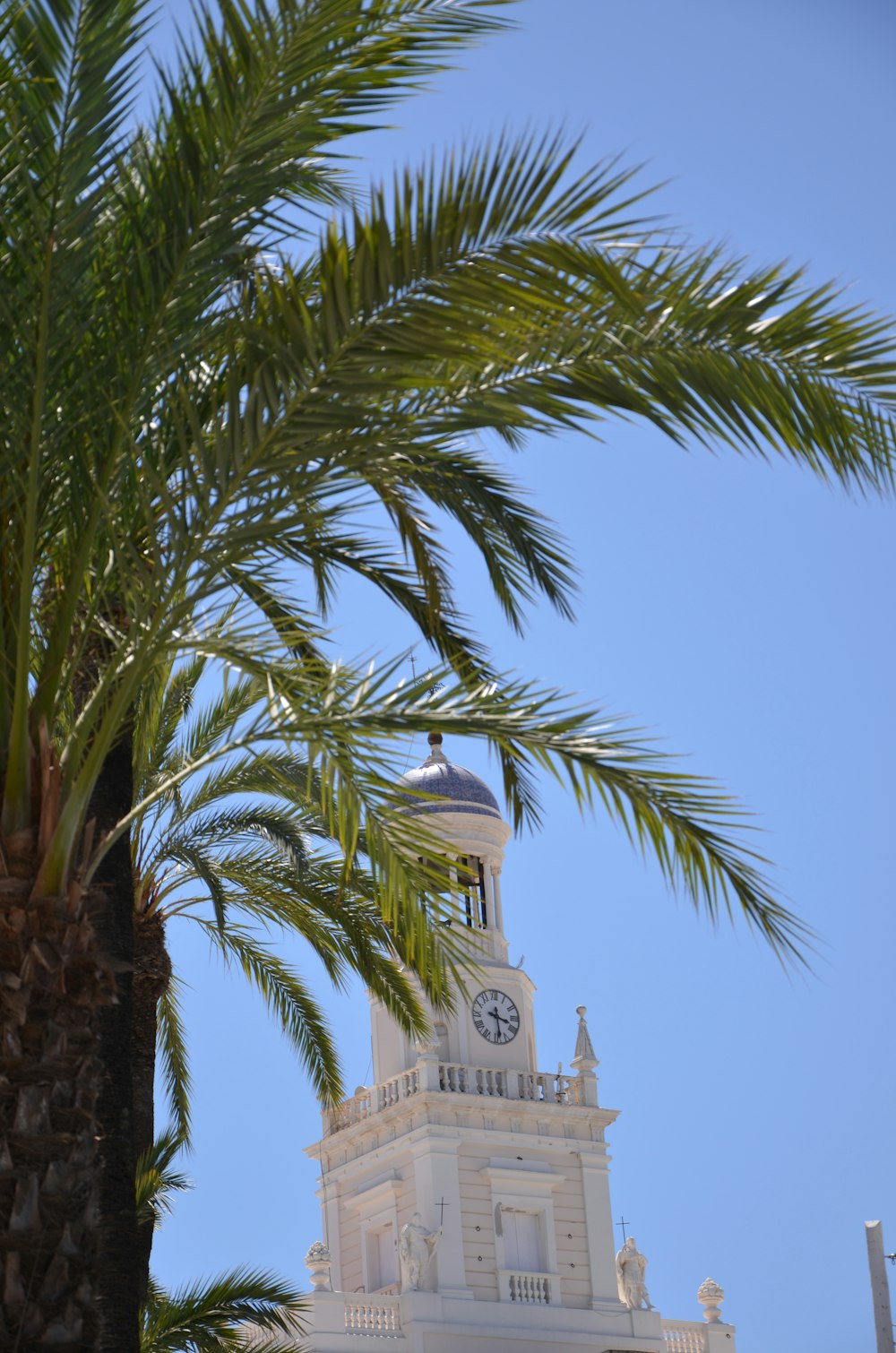 green palm tree near beige concrete building