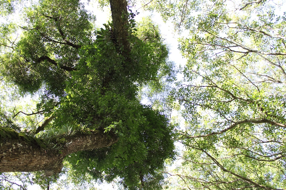 green tree under blue sky during daytime