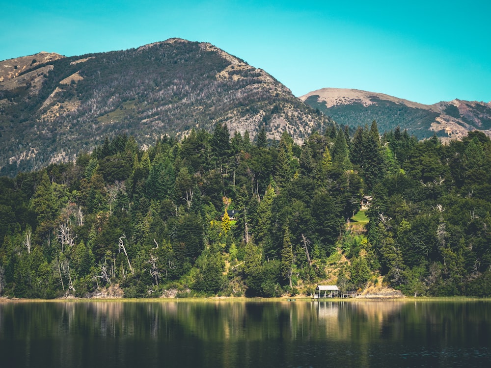 green trees near body of water during daytime