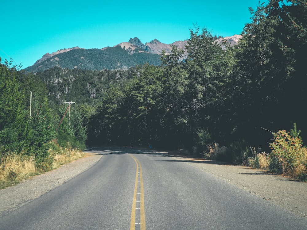 gray concrete road between green trees during daytime