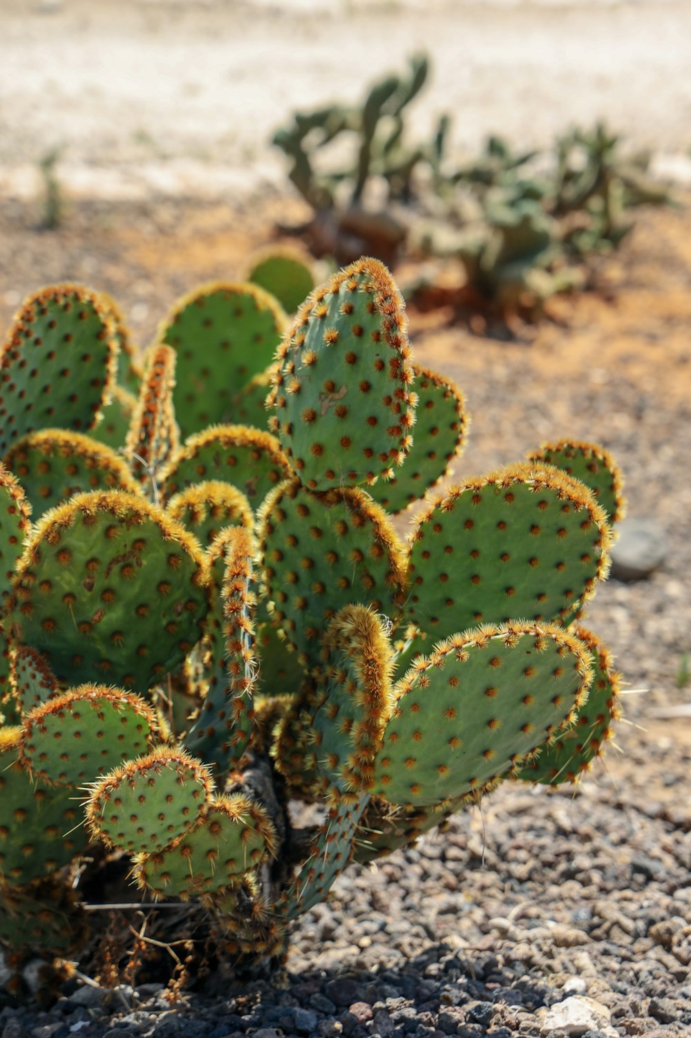green cactus on brown soil during daytime