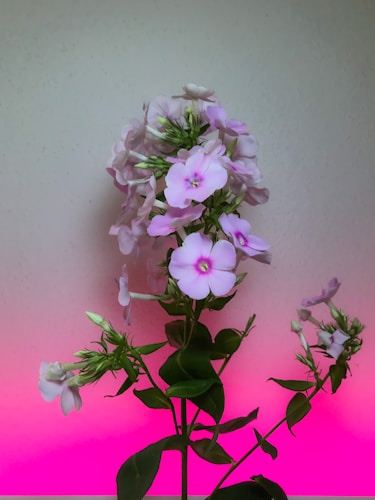 A bunch of light purple flowers with green leaves is in front of a gradient background that shifts from light beige at the top to bright pink at the bottom. The flowers appear fresh with some blossoms fully open and others still in bud form.