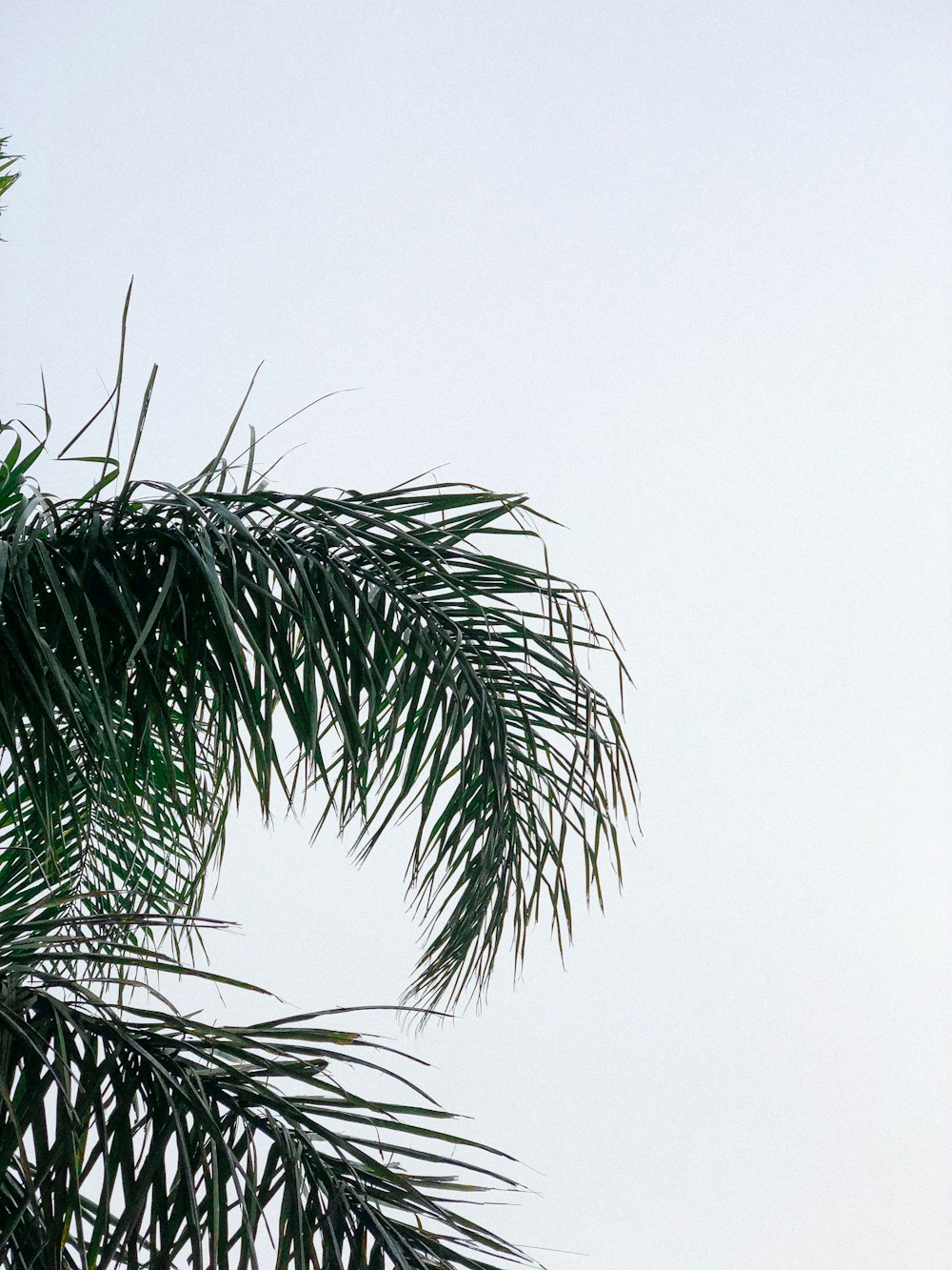 green palm tree under white sky