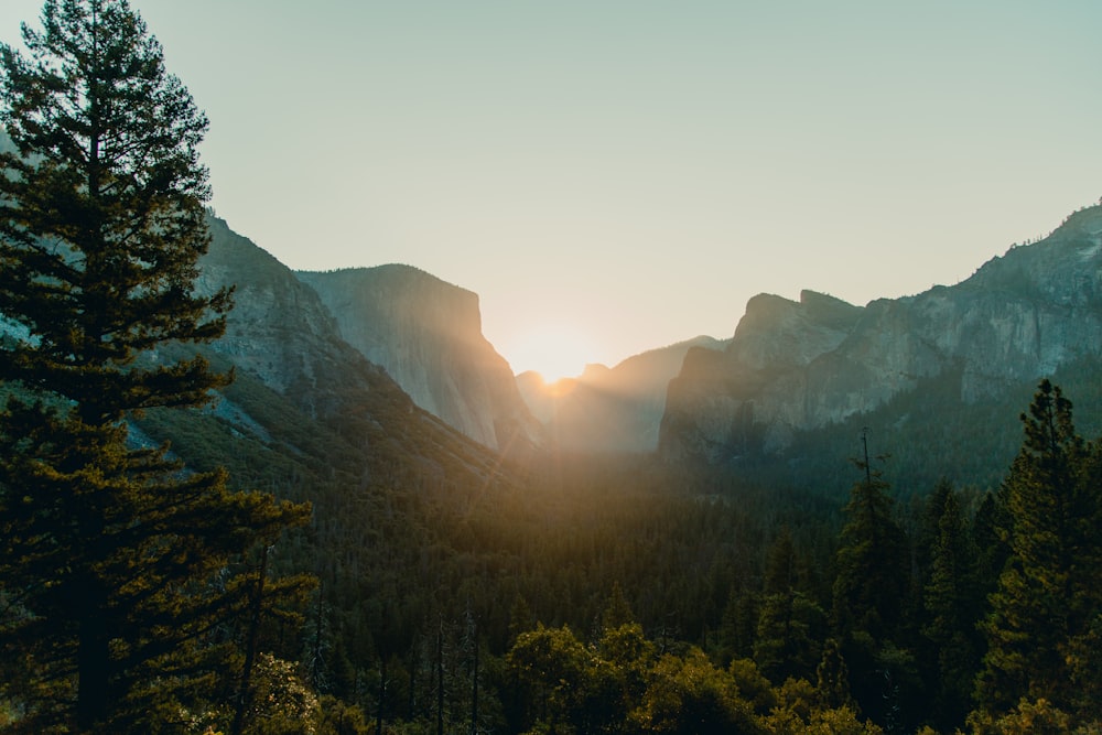 green trees on mountain during daytime