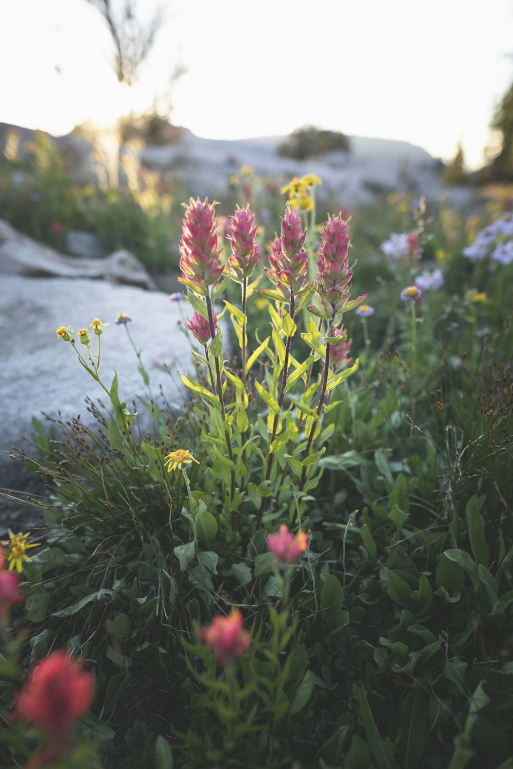 red and yellow flowers near body of water during daytime