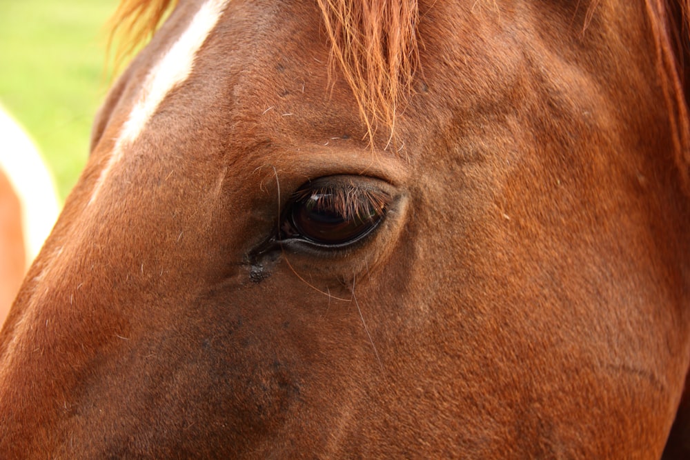 brown horse eye in close up photography