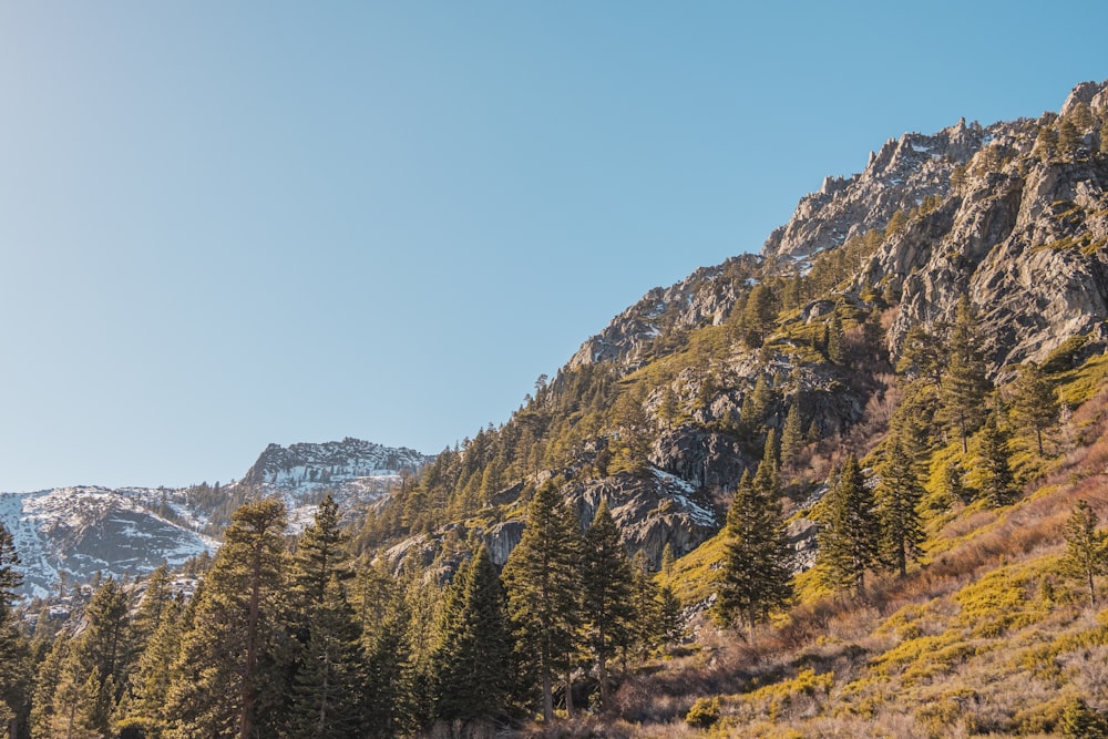 green pine trees near mountain under blue sky during daytime