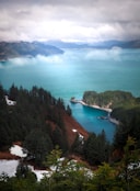 aerial view of green trees near body of water during daytime