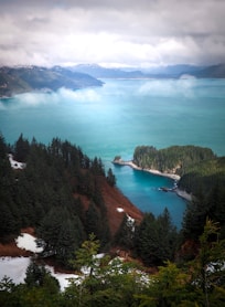 aerial view of green trees near body of water during daytime
