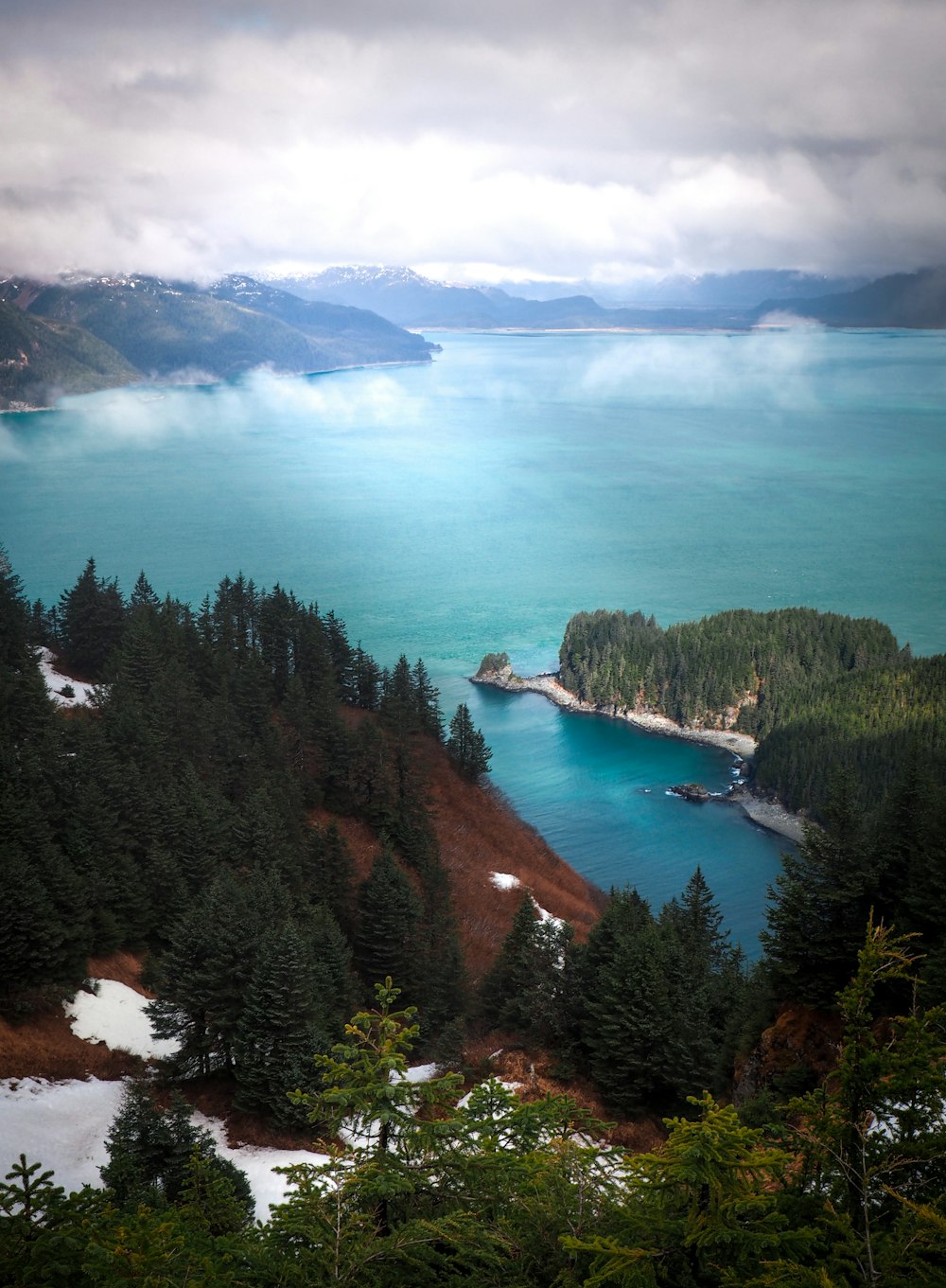 aerial view of green trees near body of water during daytime