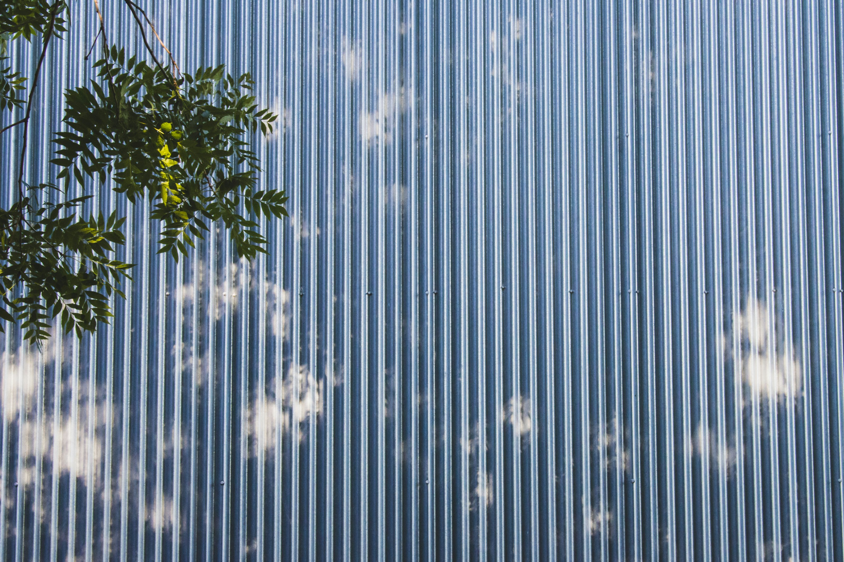 green tree beside white and blue wall
