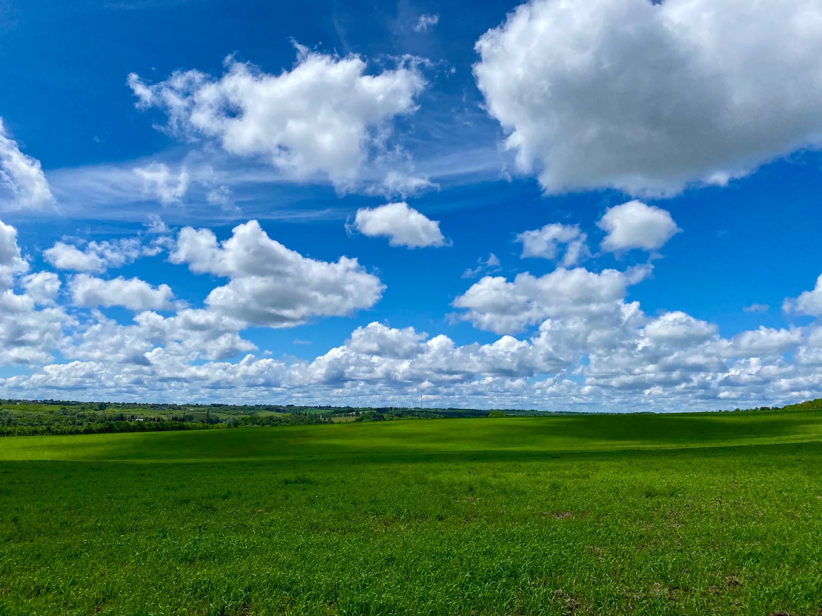 White cloud standing over open grassland under a wide blue sky.