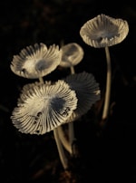 Delicate, white mushrooms with pleated caps are illuminated against a dark background, showcasing intricate textures and fine details.