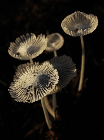 Farmers carefully inspecting mushrooms under natural light, showcasing quality and care.
