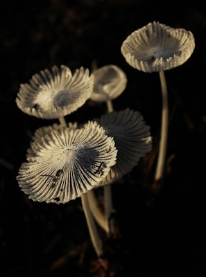 Delicate, white mushrooms with pleated caps are illuminated against a dark background, showcasing intricate textures and fine details.