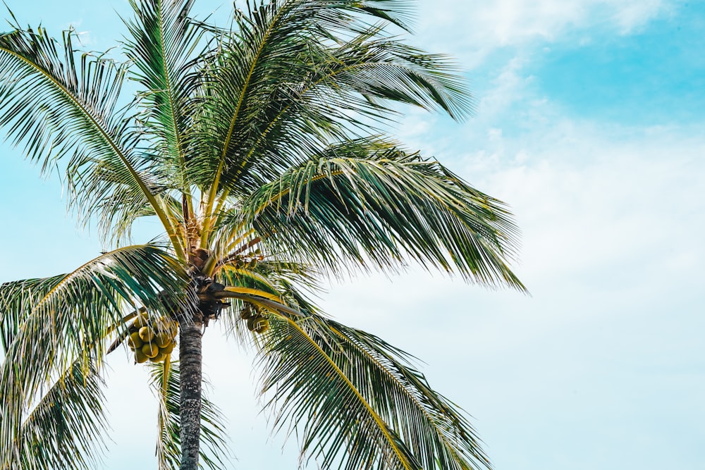 green palm tree under blue sky during daytime