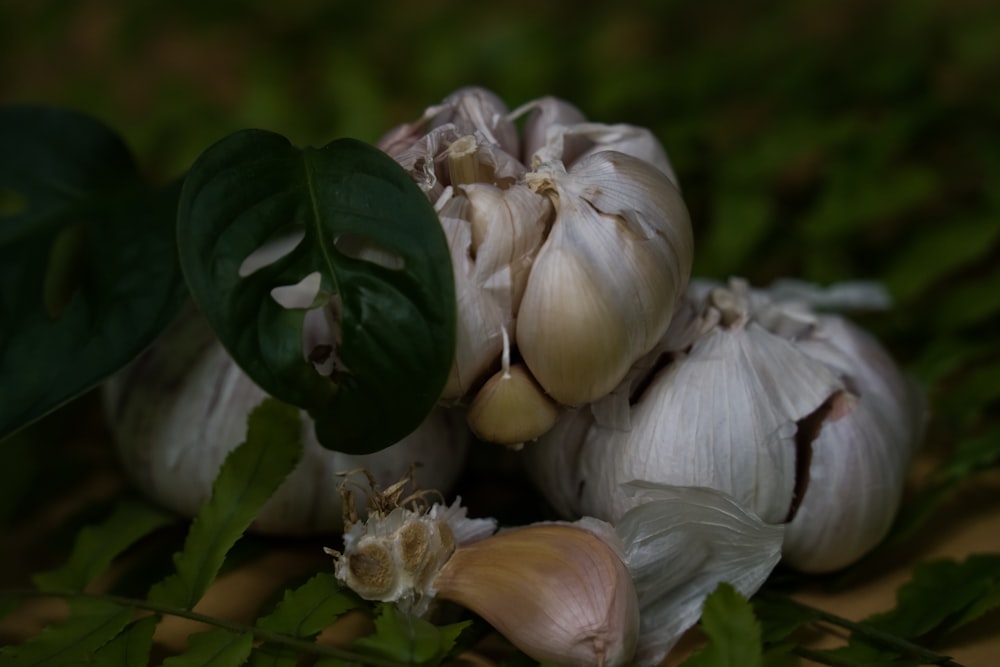 white garlic in close up photography