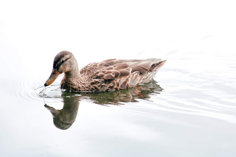 brown duck on water during daytime