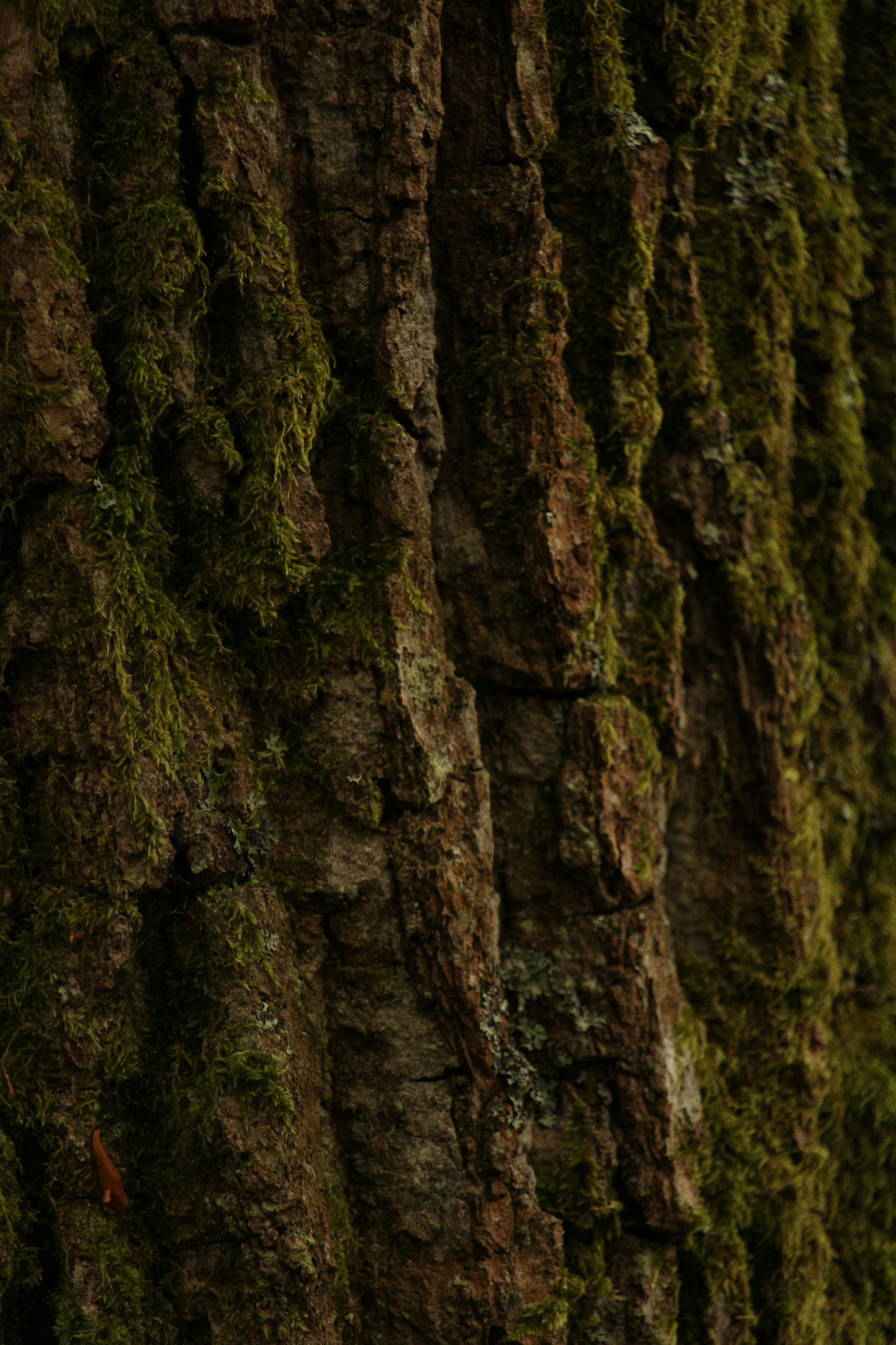 Photo by every_small_step_