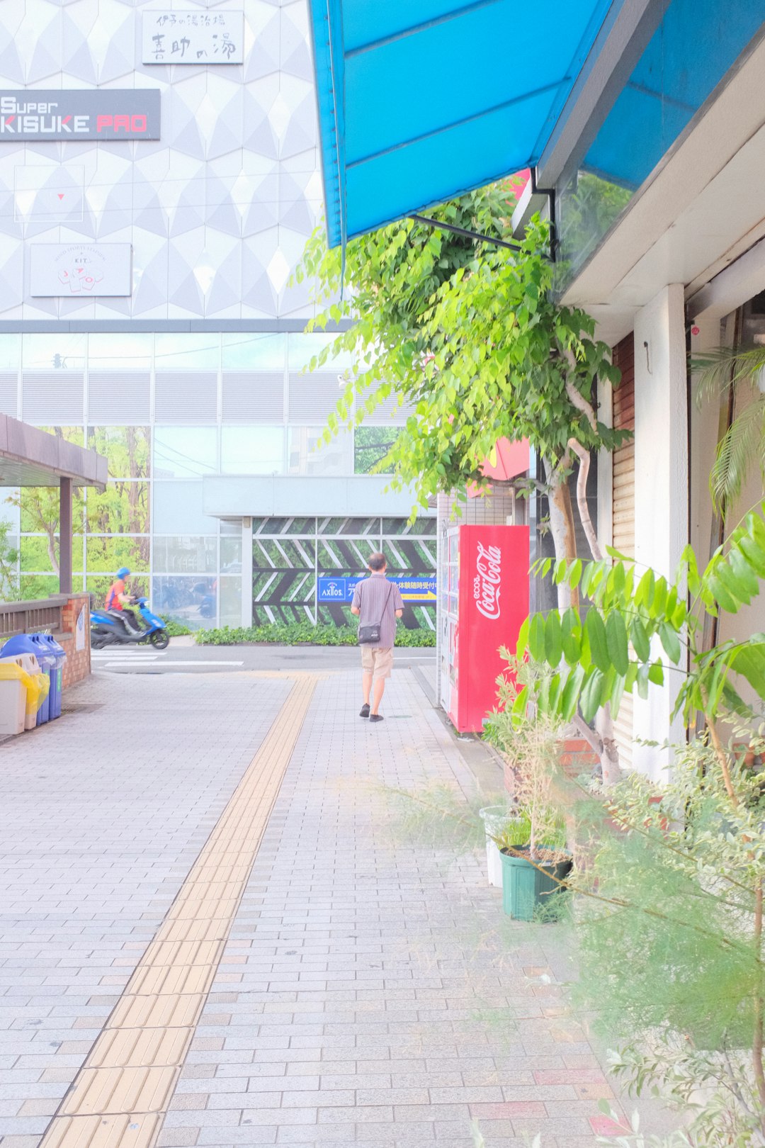 green potted plant near red and white building