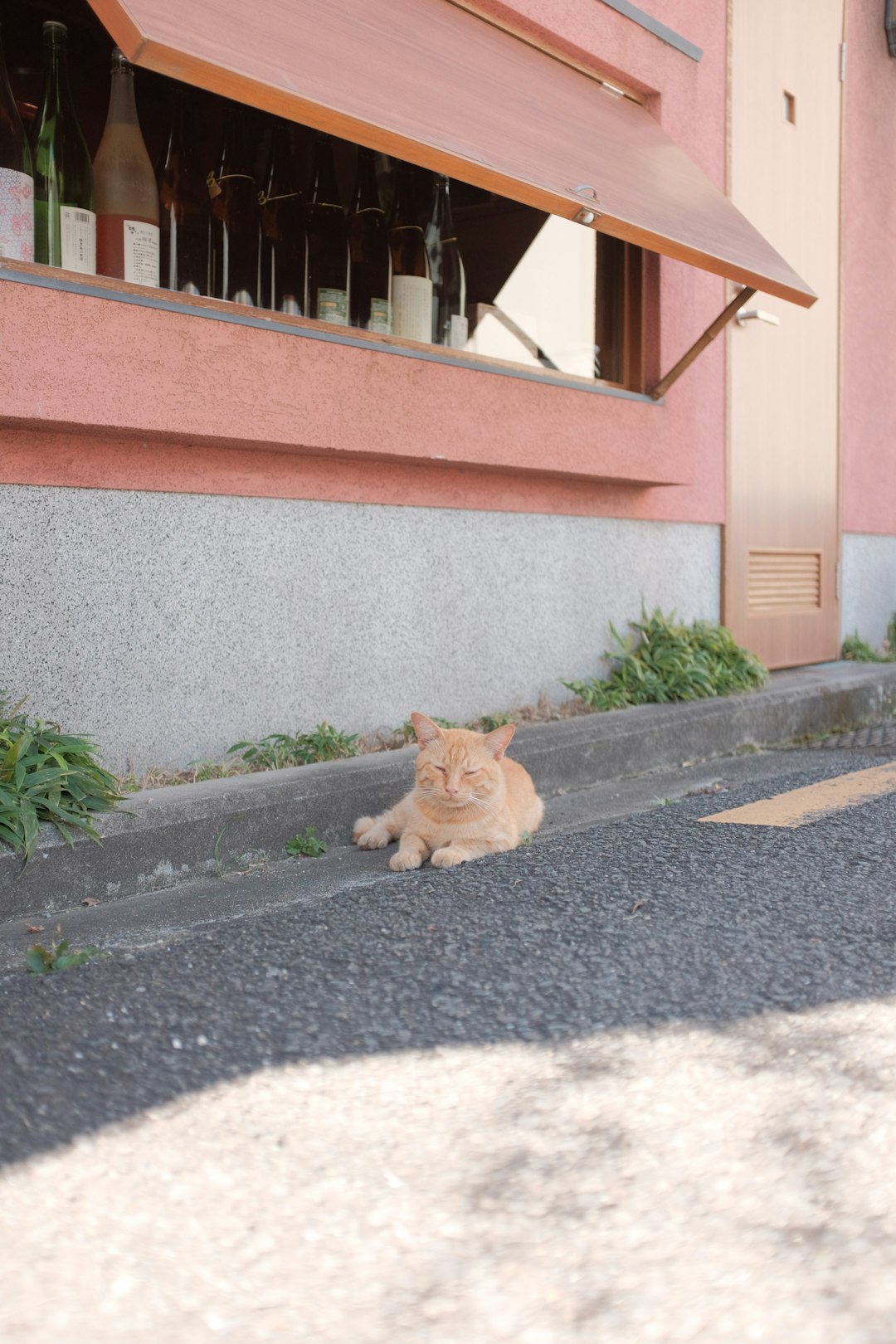 orange tabby cat on gray concrete floor