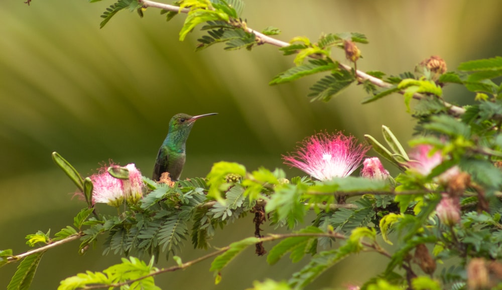 green and purple bird on pink flower