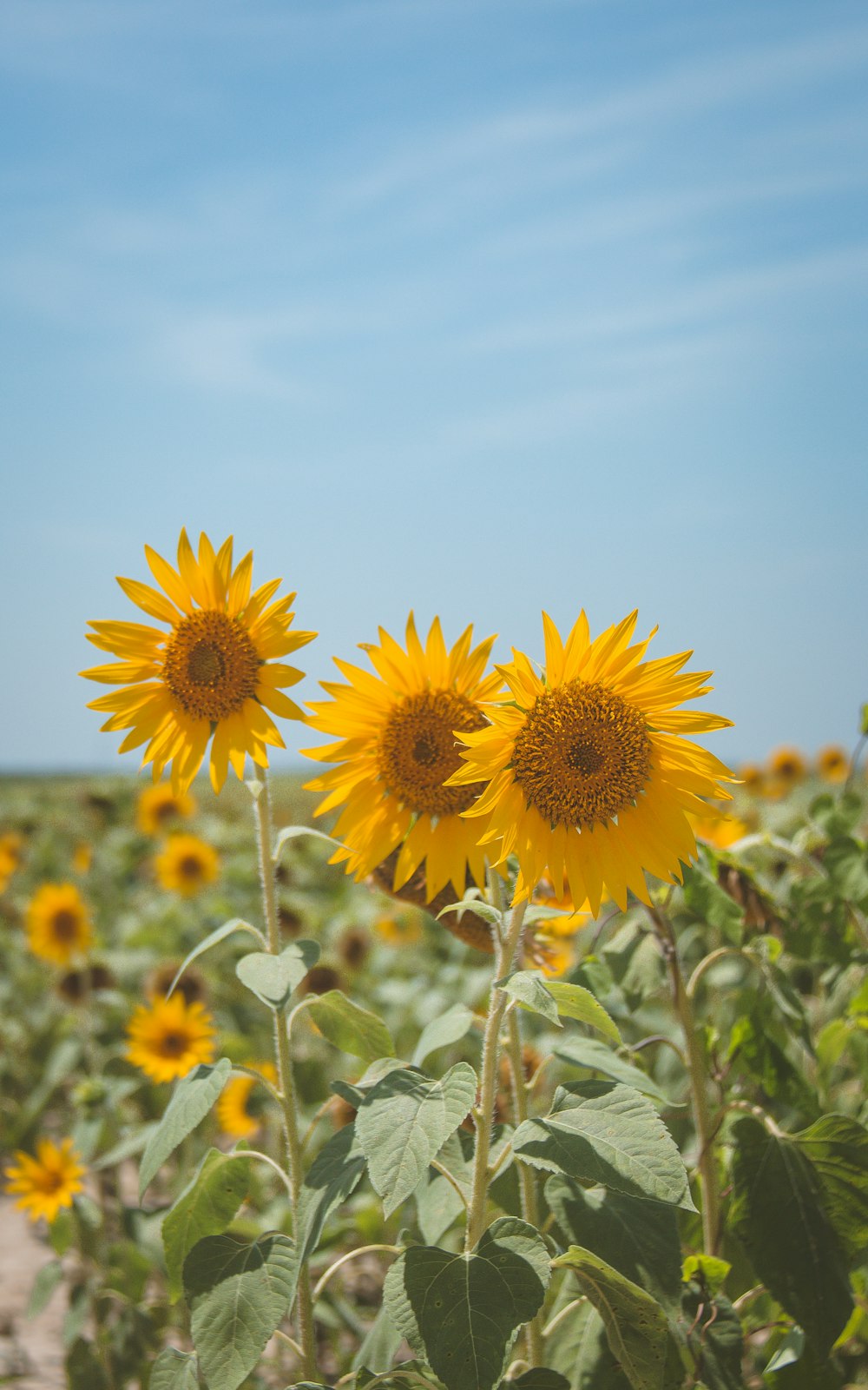 Champ de tournesol jaune pendant la journée