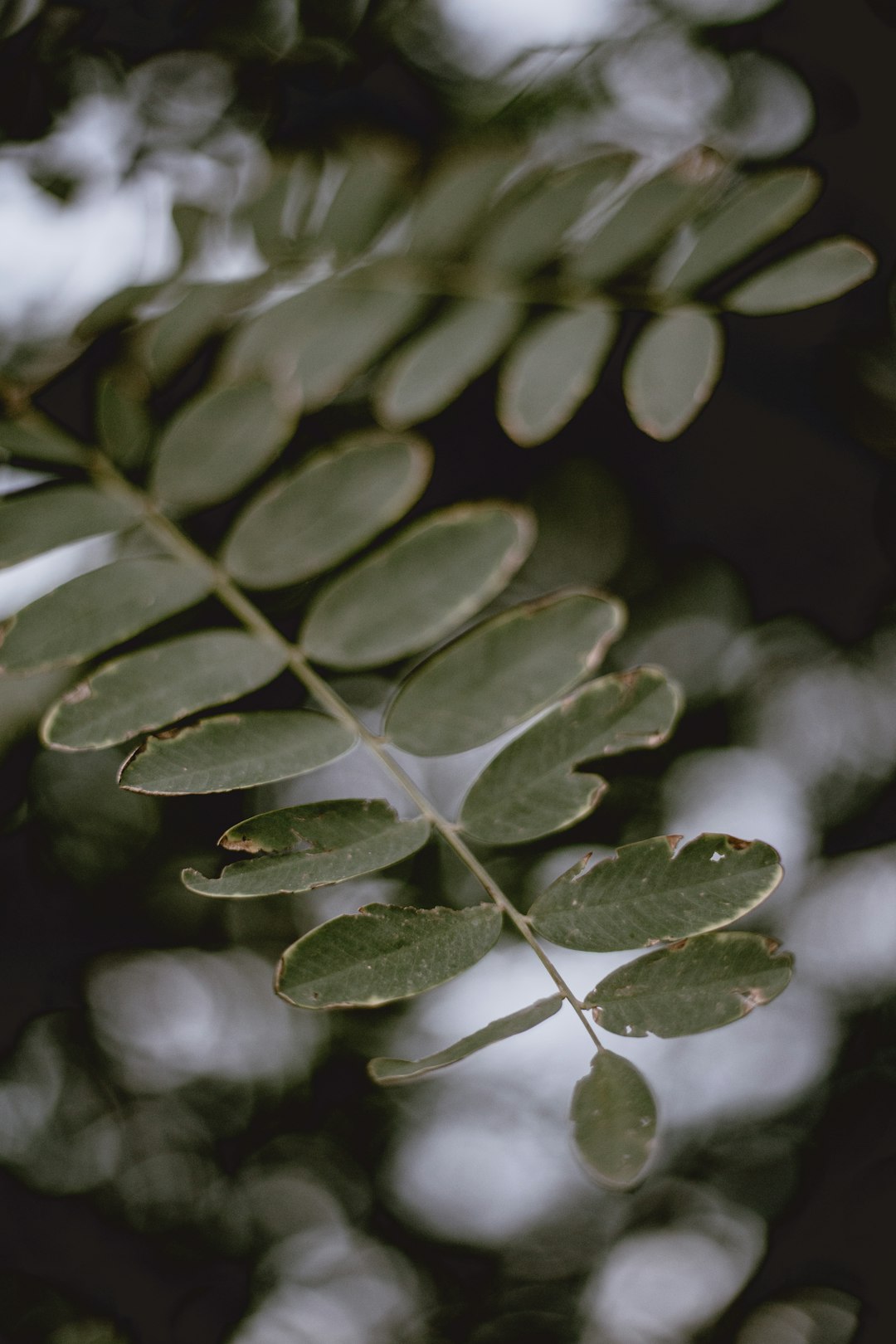 green leaves in tilt shift lens