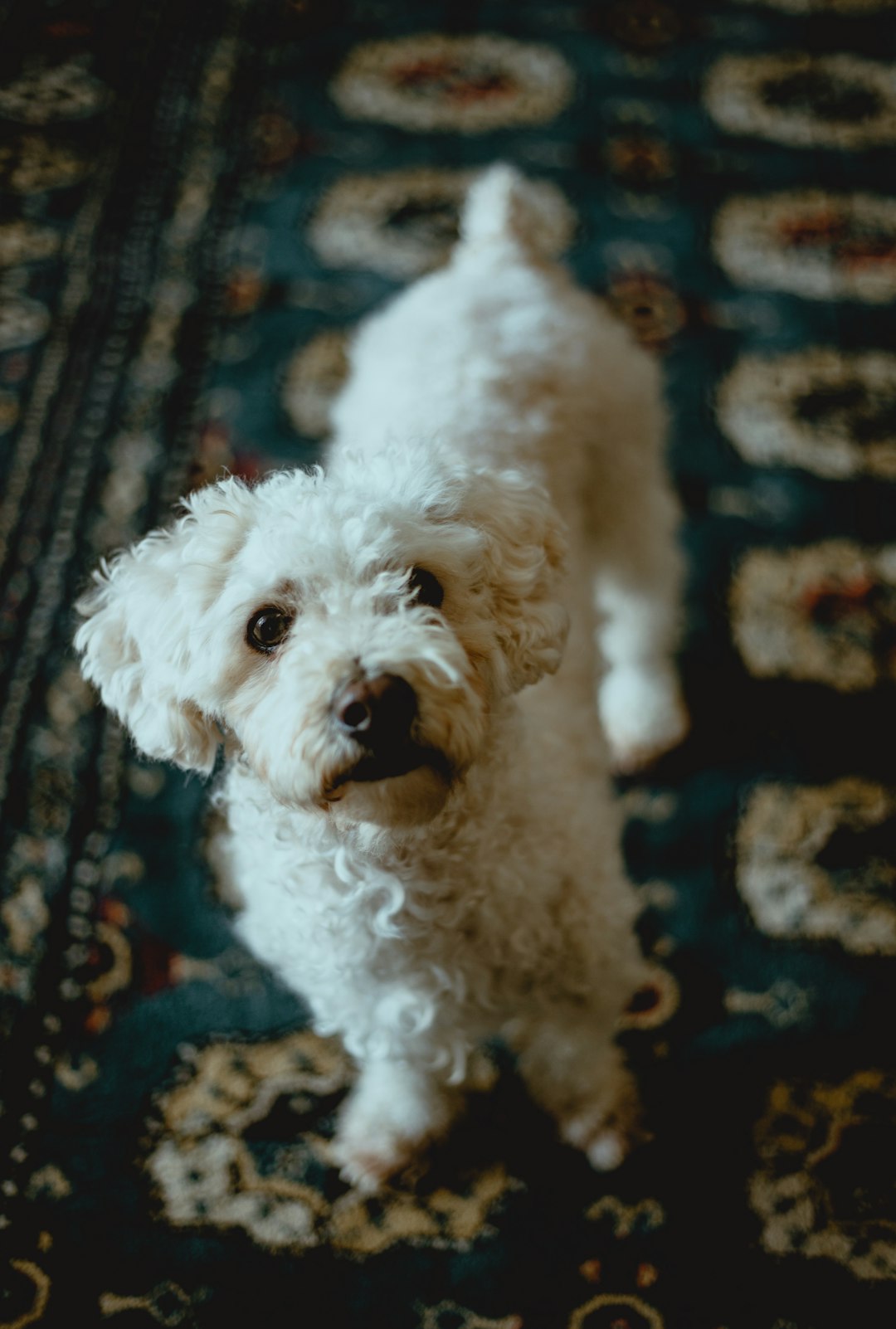 white toy poodle on black and gray textile