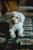 white poodle puppy on black asphalt road during daytime