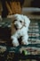 white poodle puppy on black asphalt road during daytime